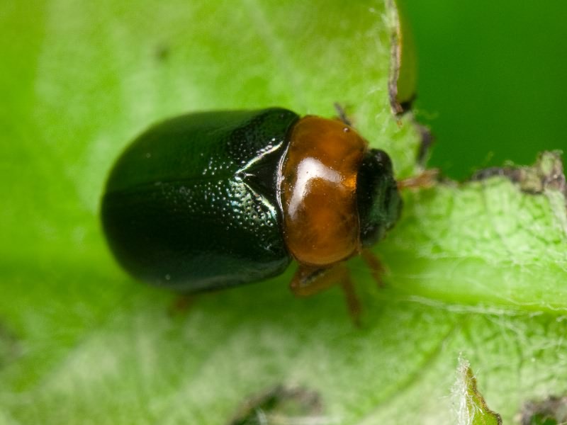 Smaragdina salicina (Scopoli, 1763)